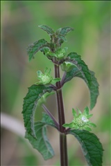 Hyptis alata P0301469a.jpg