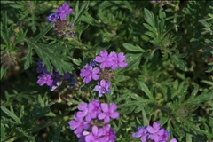 Glandularia P0304222a.jpg