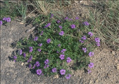 Glandularia P0304223a.jpg