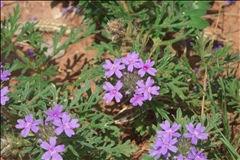 Glandularia bipinnatifida P0304555a.jpg