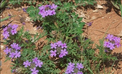 Glandularia bipinnatifida P0304556a.jpg