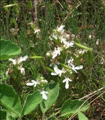 Teucrium laciniatum P0304571a.jpg