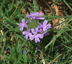 Glandularia bipinnatifida P0304584a.jpg
