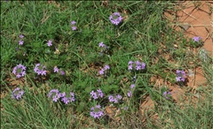 Glandularia bipinnatifida P0304585a.jpg