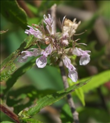Teucrium canadense P0405384a.jpg