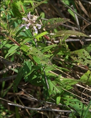 Teucrium canadense P0405385a.jpg