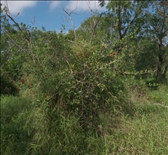 Citharexylum berlandieri P0408124a.jpg