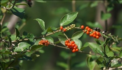 Citharexylum berlandieri P0408125a.jpg