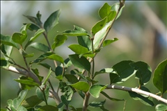 Citharexylum berlandieri P0408126a.jpg