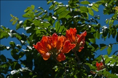 Spathodea campanulata P0508638a.jpg