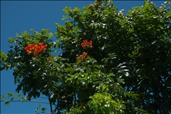 Spathodea campanulata P0508639a.jpg