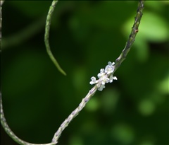 Stachytarpheta cayennensis P0508661a.jpg