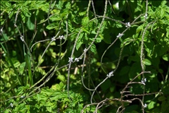 Stachytarpheta cayennensis P0508662a.jpg