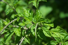 Stachytarpheta cayennensis P0508663a.jpg