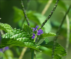 Stachytarpheta cayennensis P0508688a.jpg