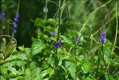 Stachytarpheta cayennensis P0508689a.jpg