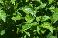 Stachytarpheta cayennensis P0508690a.jpg