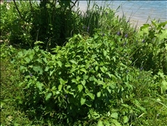 Stachytarpheta cayennensis P0508691a.jpg