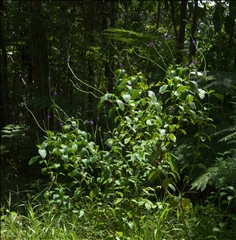 Stachytarpheta P0508899a.jpg