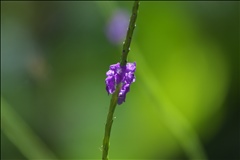 Stachytarpheta P0508900a.jpg