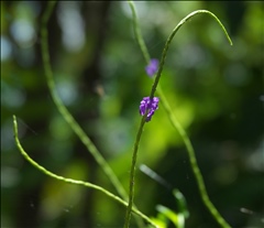 Stachytarpheta P0508901a.jpg