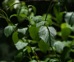 Stachytarpheta P0508902a.jpg