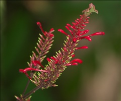 Odontonema P0508906a.jpg