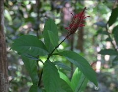 Odontonema P0508908a.jpg