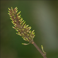 Odontonema P0508909a.jpg