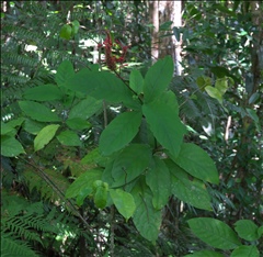 Odontonema P0508910a.jpg