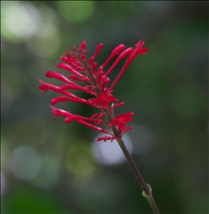 Odontonema P0508933a.jpg