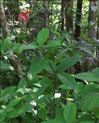 Odontonema P0508934a.jpg