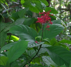 Odontonema P0508935a.jpg