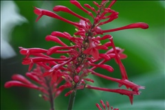 Odontonema P0508936a.jpg