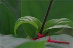 Odontonema P0508937a.jpg