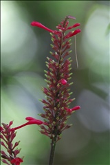 Odontonema P0508938a.jpg