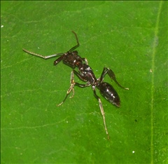 Odontomachus simillimus P0601004a.jpg