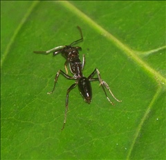 Odontomachus simillimus P0601005a.jpg