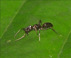 Odontomachus simillimus P0601006a.jpg