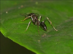 Odontomachus simillimus P0601008a.jpg