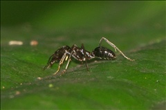 Odontomachus simillimus P0601009a.jpg