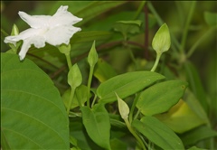 Thunbergia fragrans P0601119a.jpg
