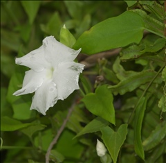 Thunbergia fragrans P0601120a.jpg