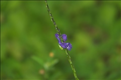 Stachytarpheta cayennensis P0601130a.jpg