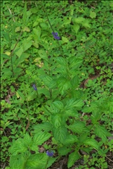 Stachytarpheta cayennensis P0601132a.jpg