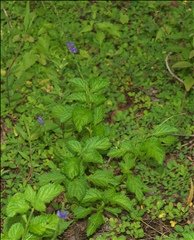 Stachytarpheta cayennensis P0601133a.jpg