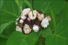 Clerodendrum chinense P0601138a.jpg
