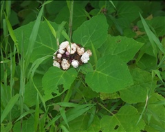 Clerodendrum chinense P0601139a.jpg