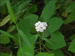 Clerodendrum chinense P0601140a.jpg