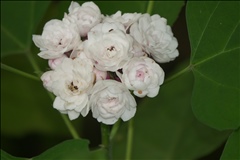 Clerodendrum chinense P0601142a.jpg